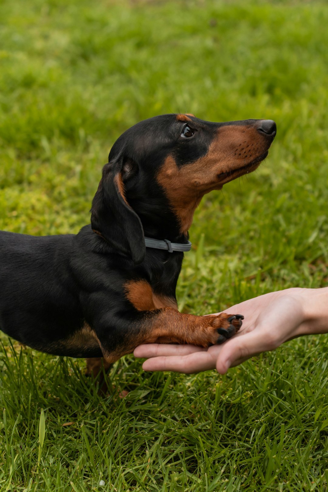 Dachshund