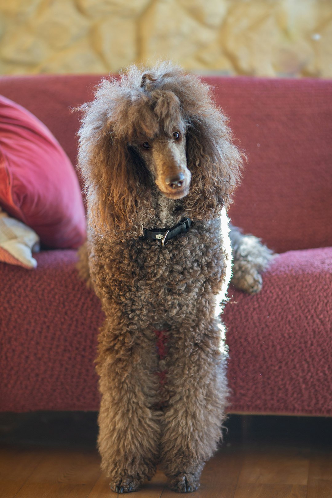 Poodle