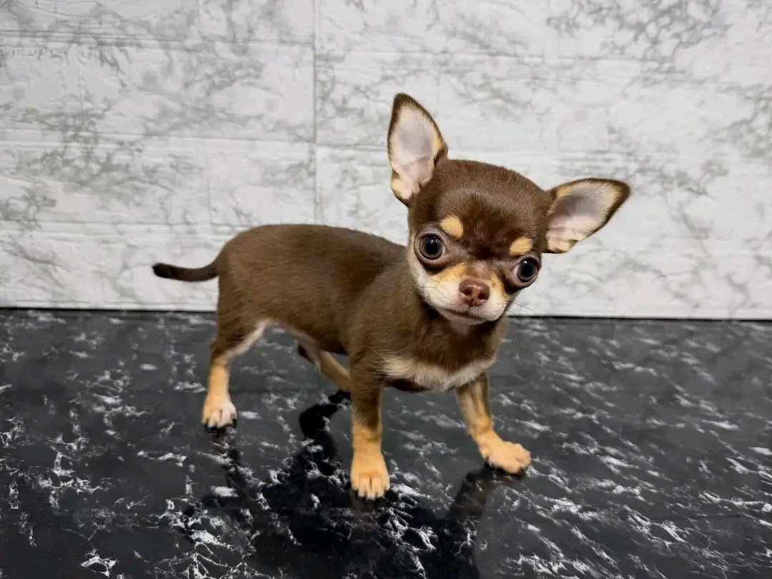 Chihuahua