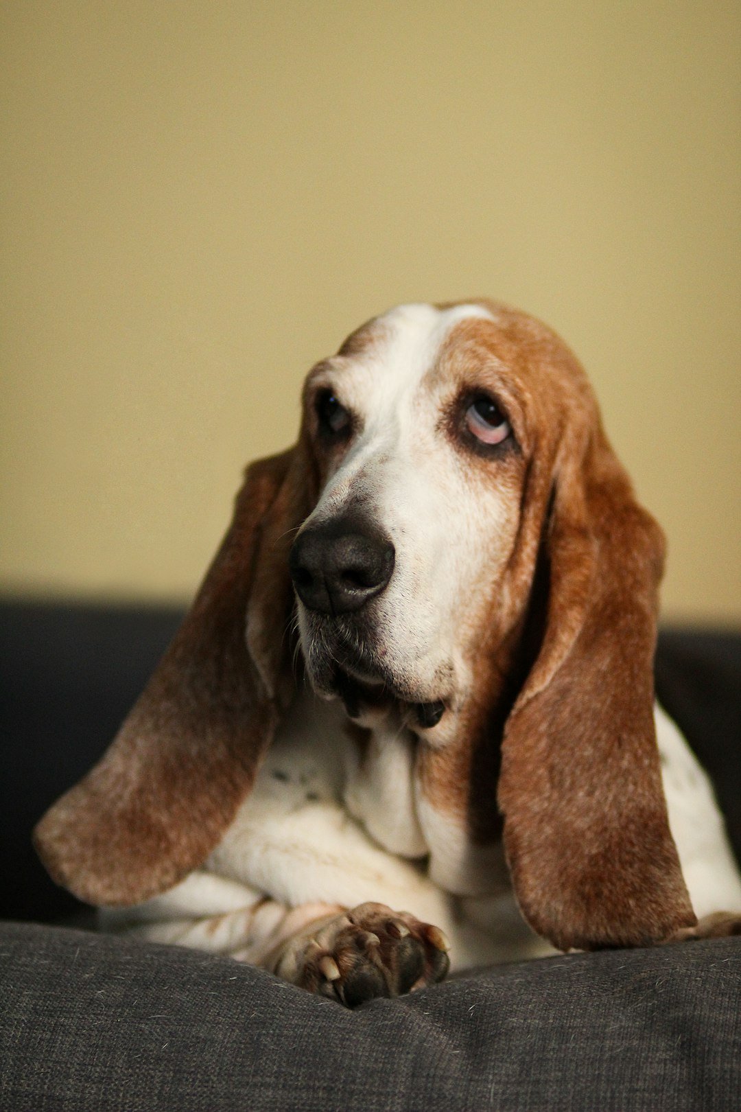 Basset