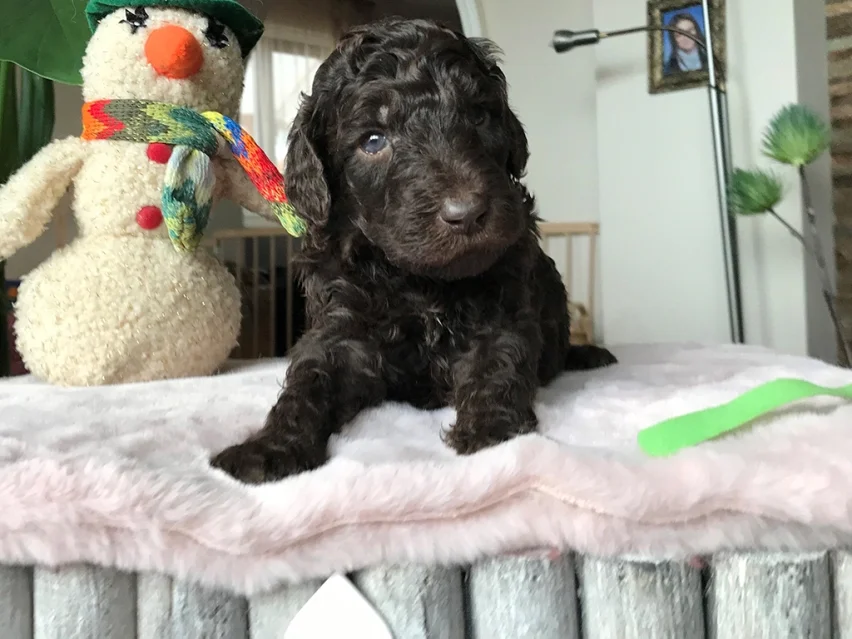 Brownie, Poodle puppy