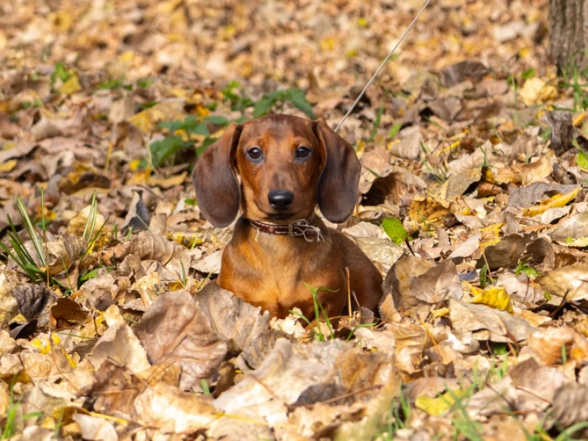 Taurus, Dachshund puppy