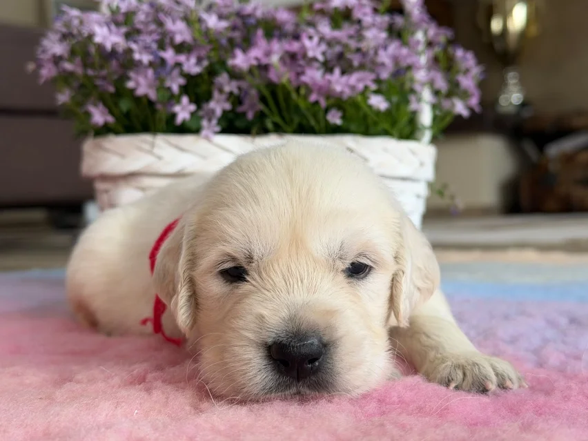 Poppy, Golden retriever puppy