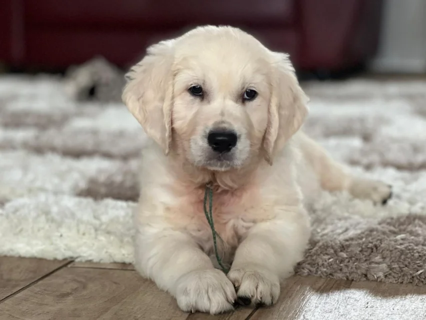 Brownie, Golden retriever puppy