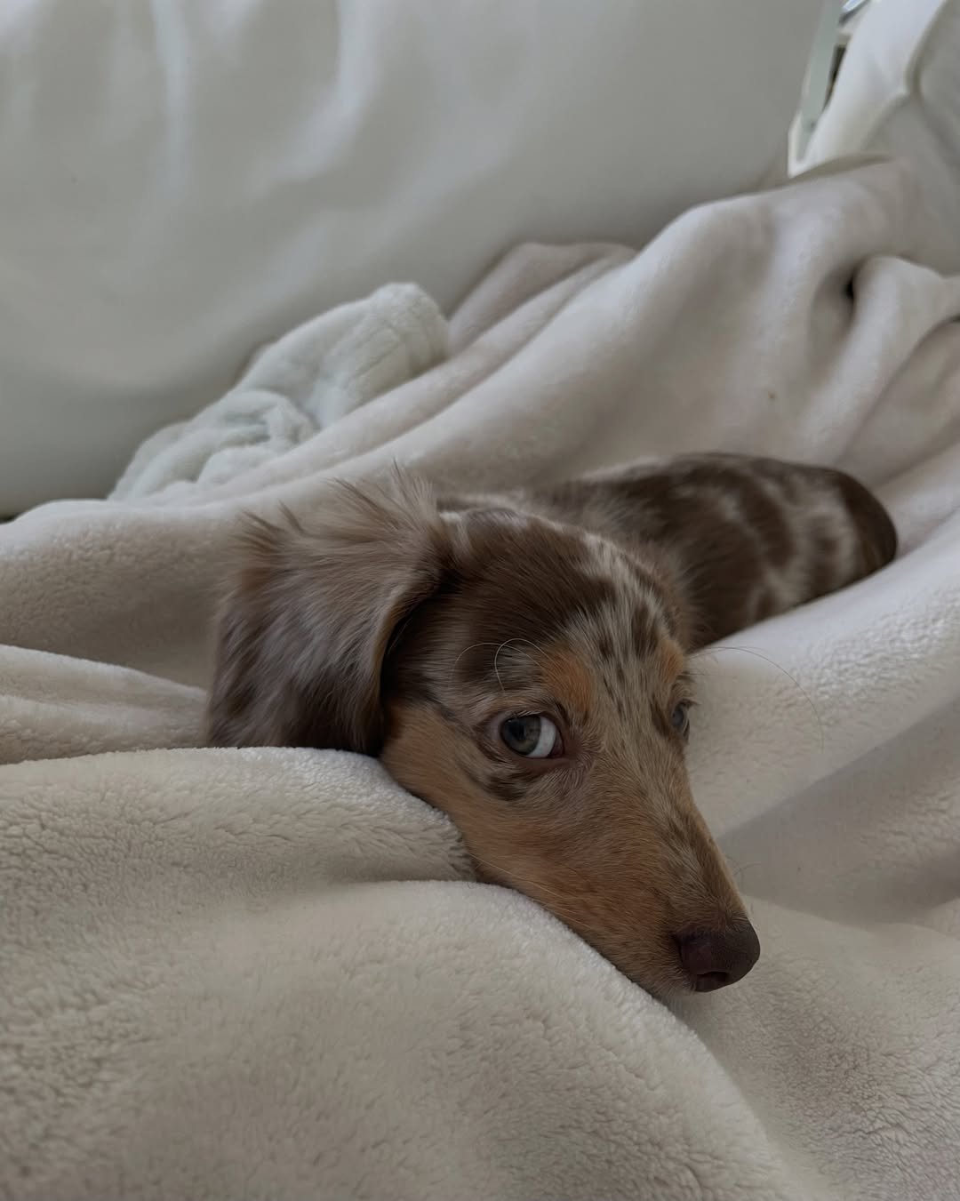 Knox, Dachshund puppy