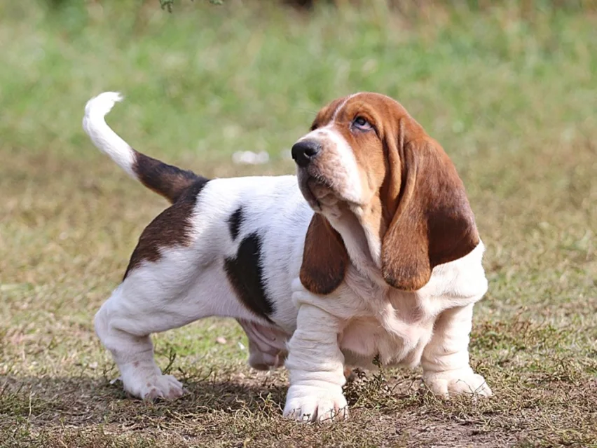 Columbo, Basset puppy