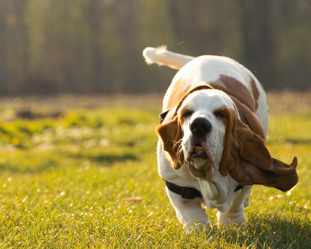 Brownie, Basset puppy