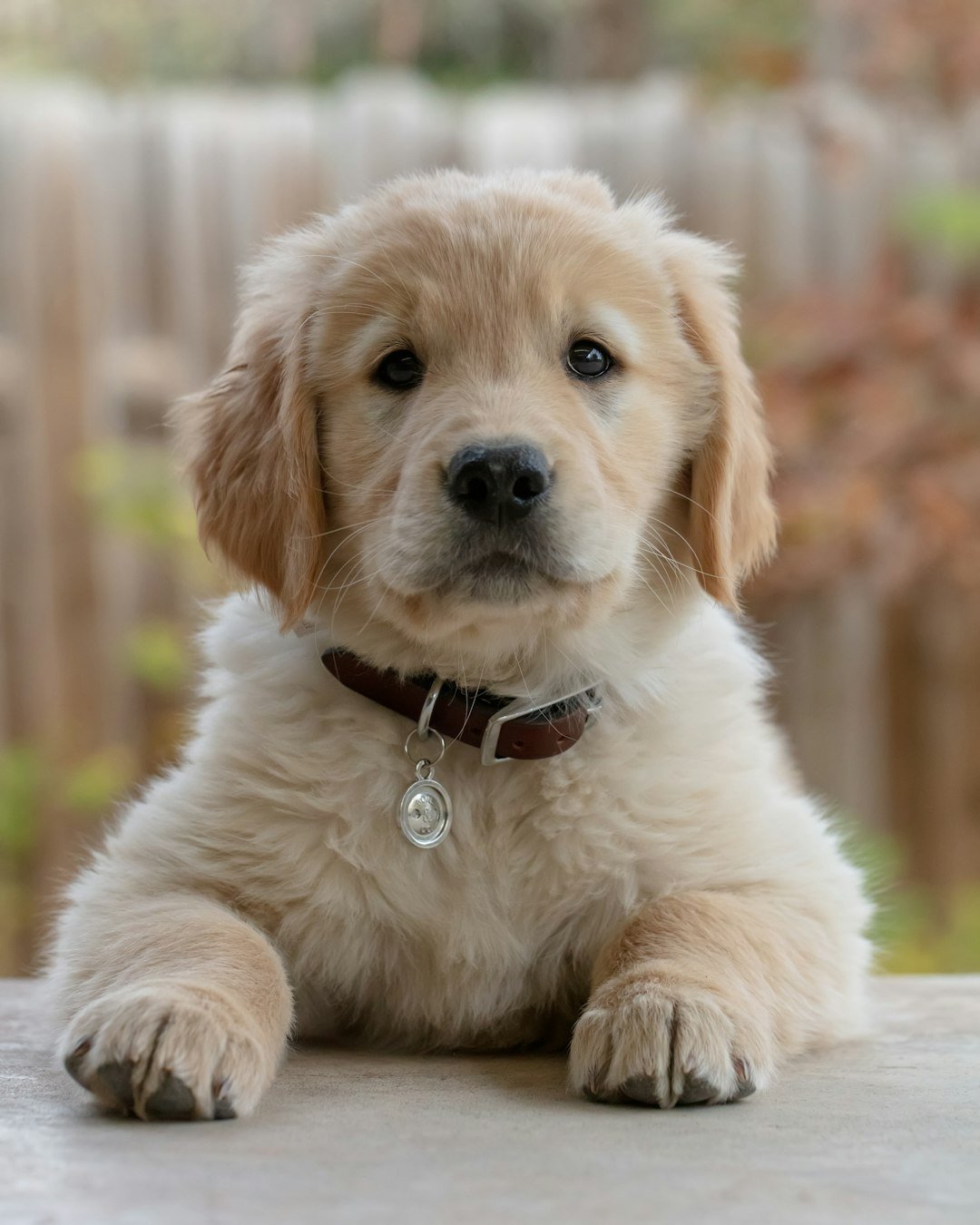 Pedro, Golden retriever puppy