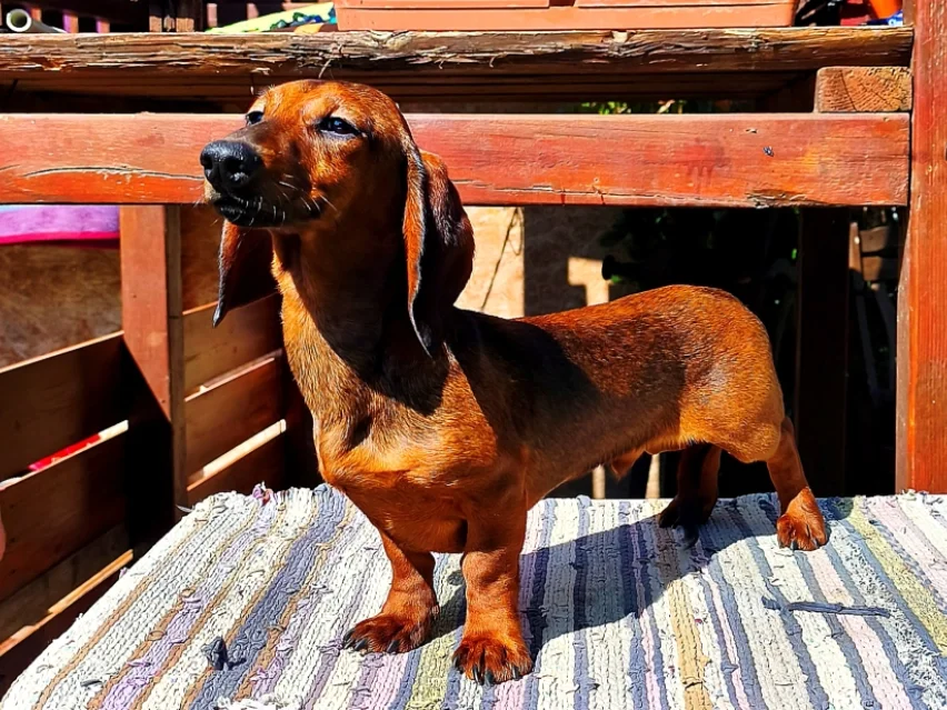 Pedro, Dachshund puppy