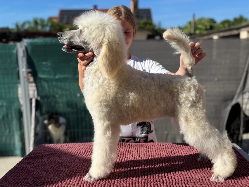Fluffy, Poodle puppy