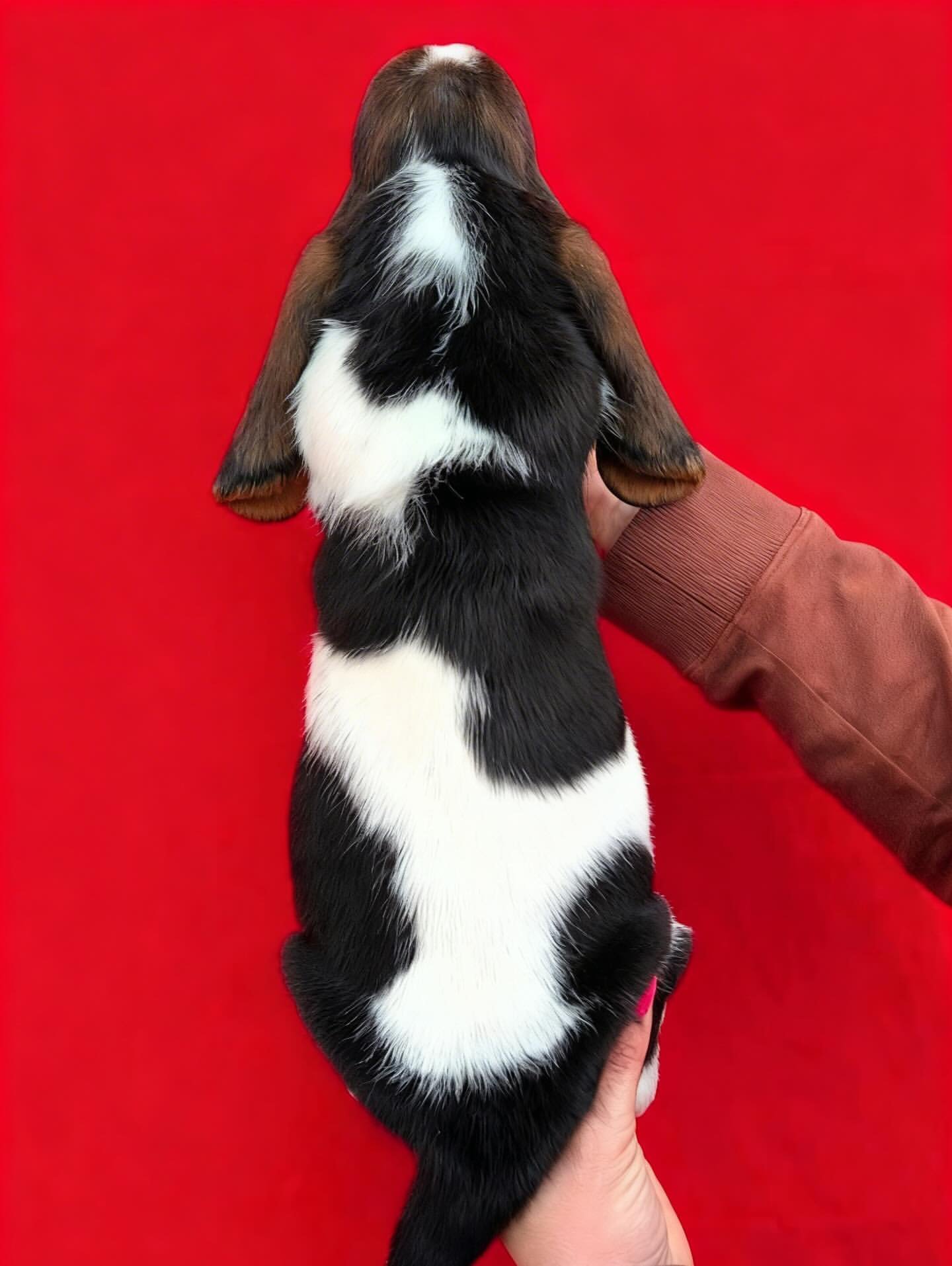 Janny, Basset hound puppy