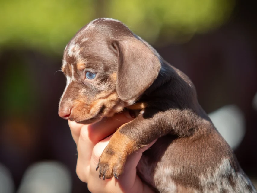 Little Dog – miniature thumbnail 2