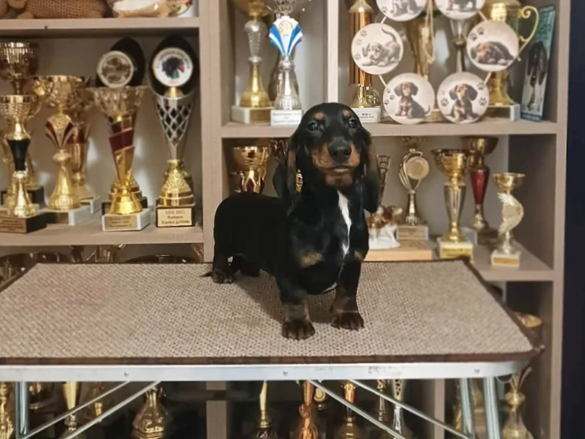 Hulk, Dachshund puppy