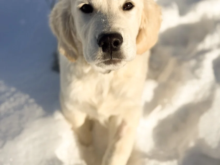 Brandon, Golden retriever puppy