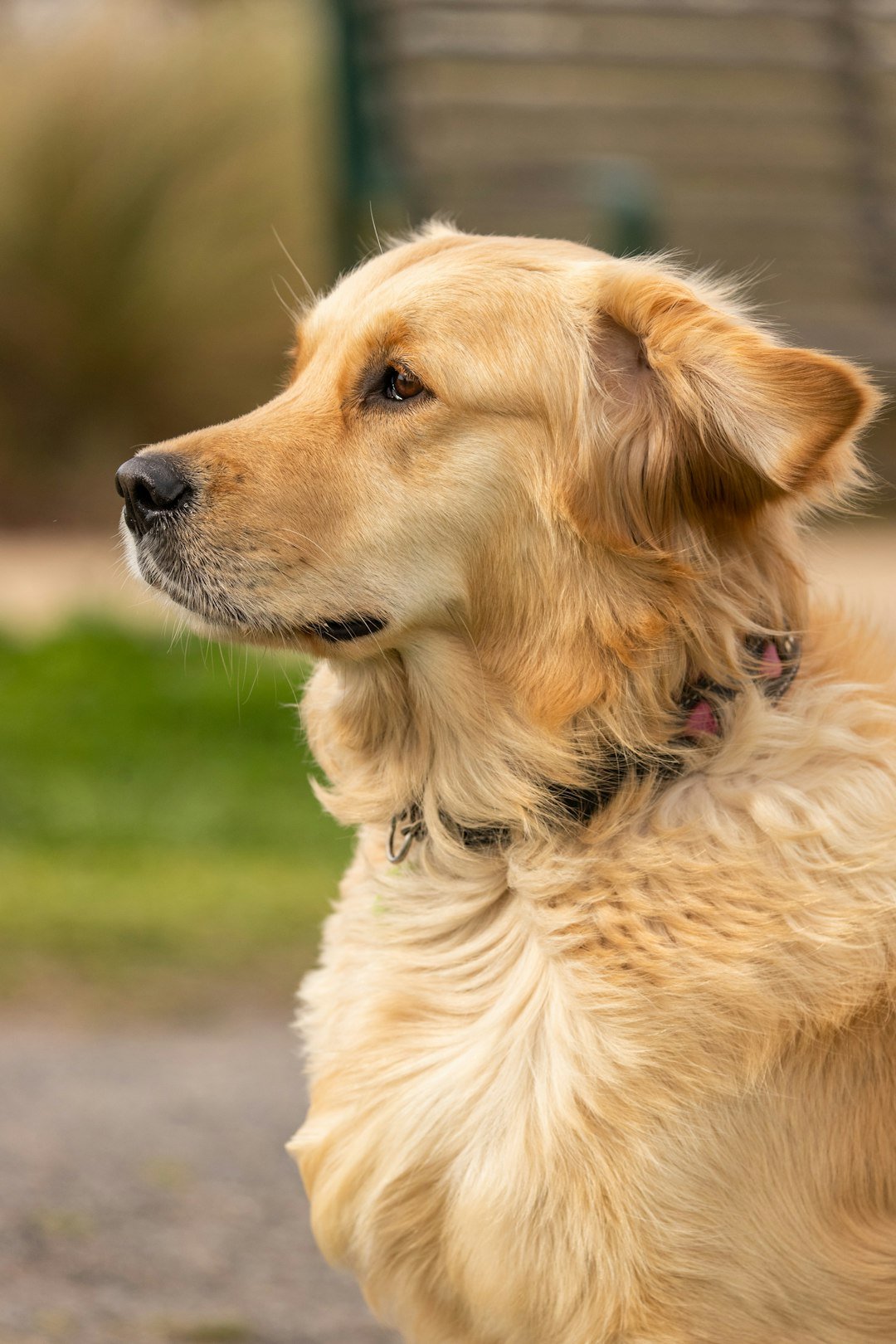 Pluto, Golden retriever puppy