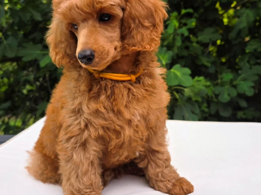 Energie, Poodle puppy