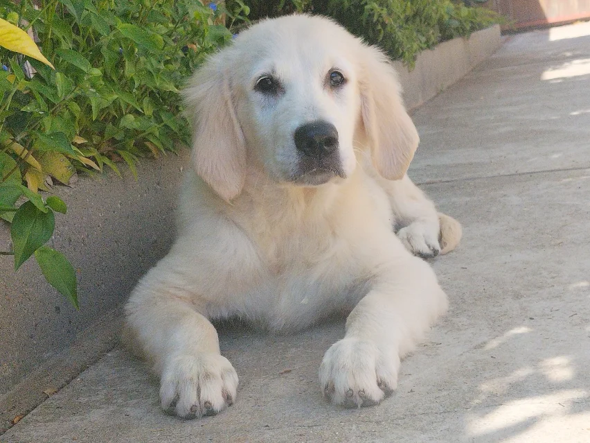 Maxwell