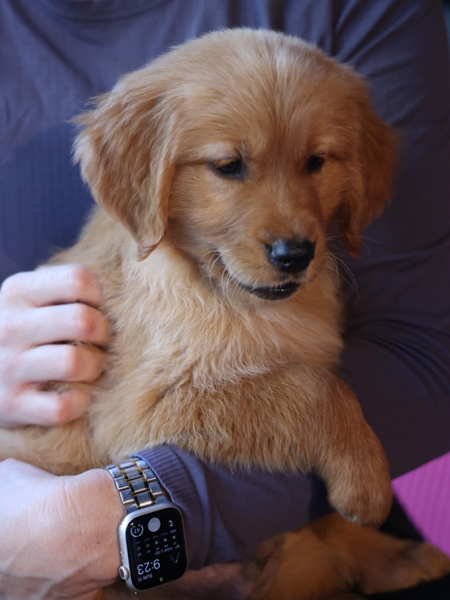 Dannie, Golden retriever puppy