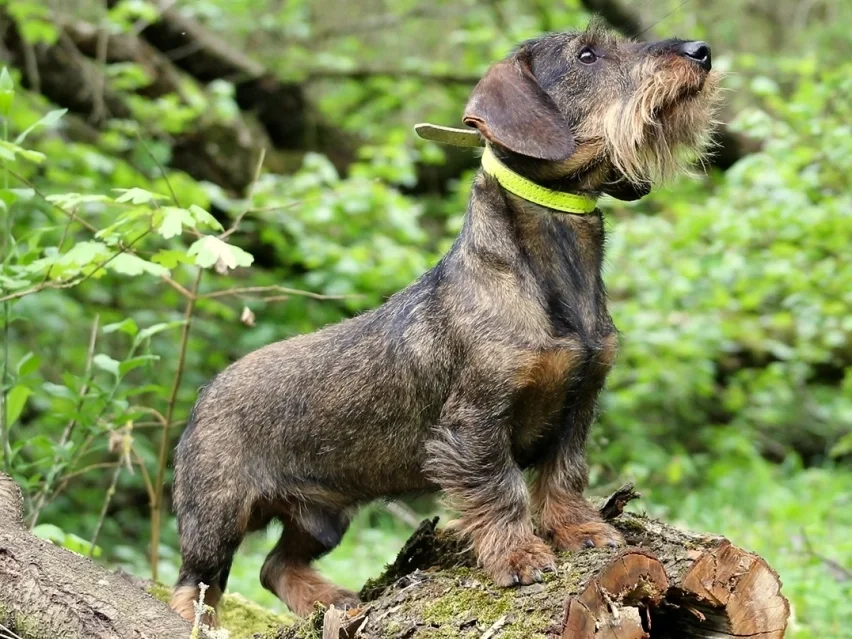 Hugo, Dachshund puppy