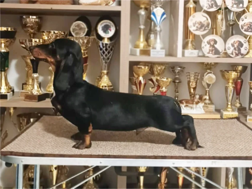King, Dachshund puppy
