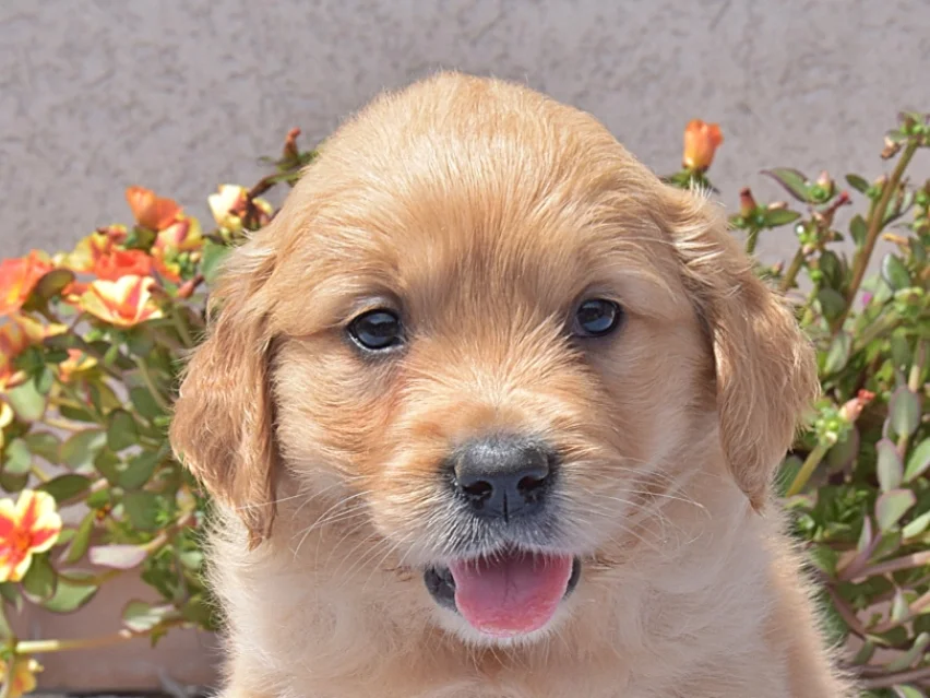 Jagger, Golden retriever puppy