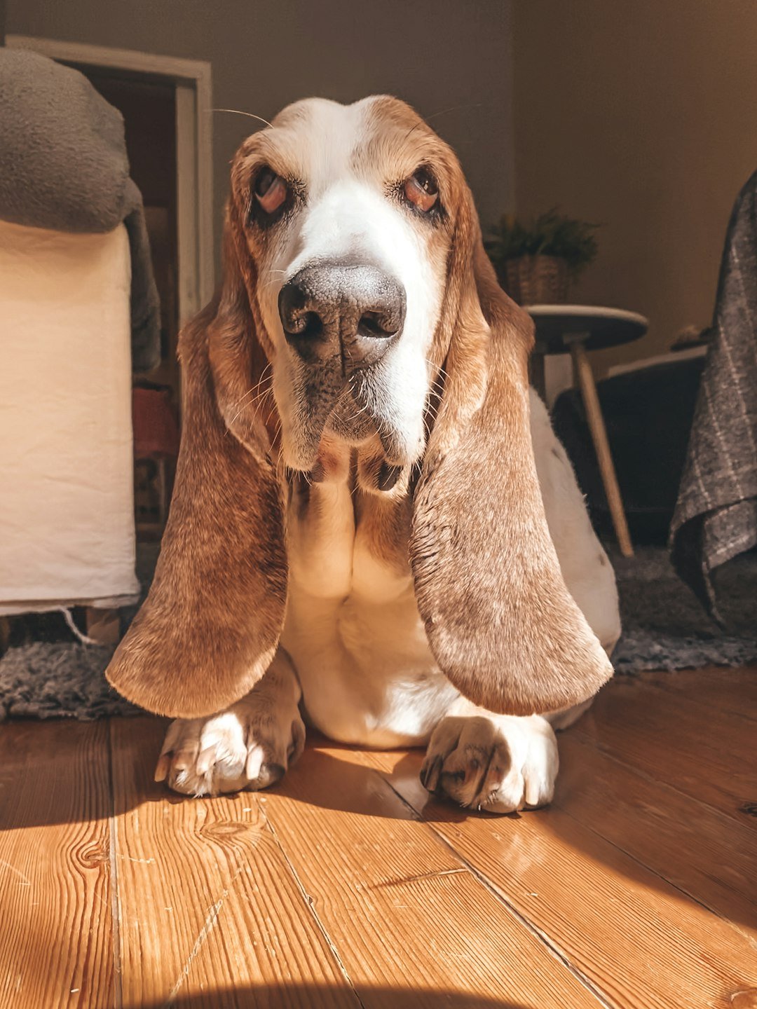 Jack