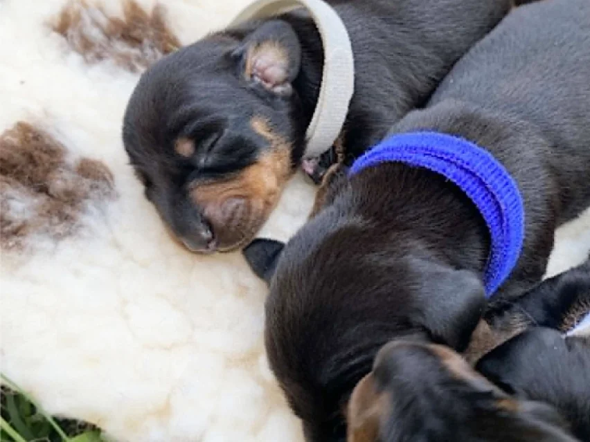 Just arrived, Dachshund puppy