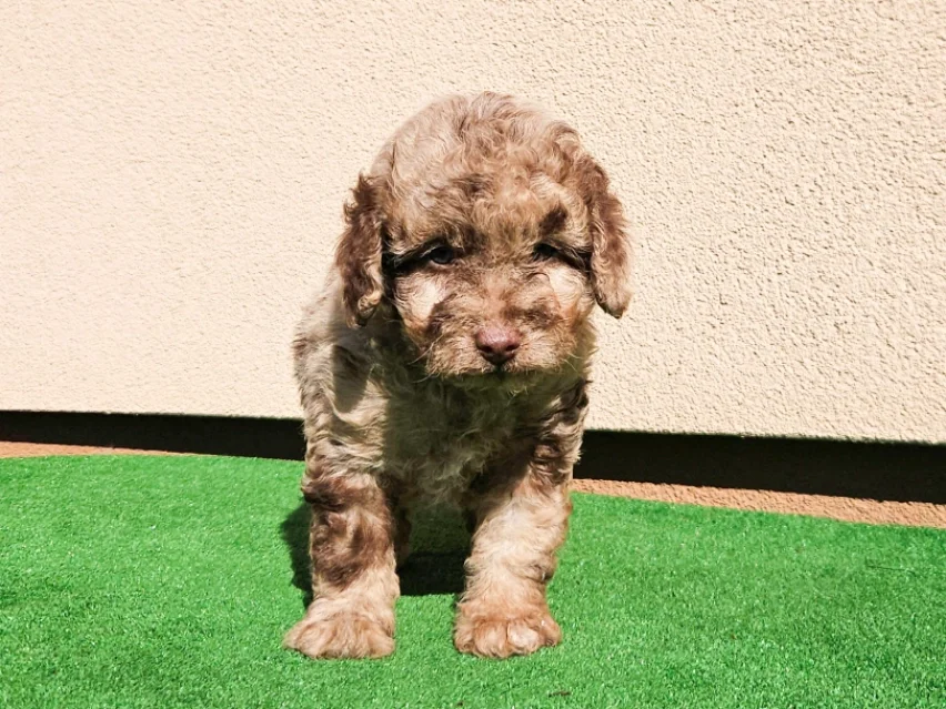 Koala, Poodle puppy