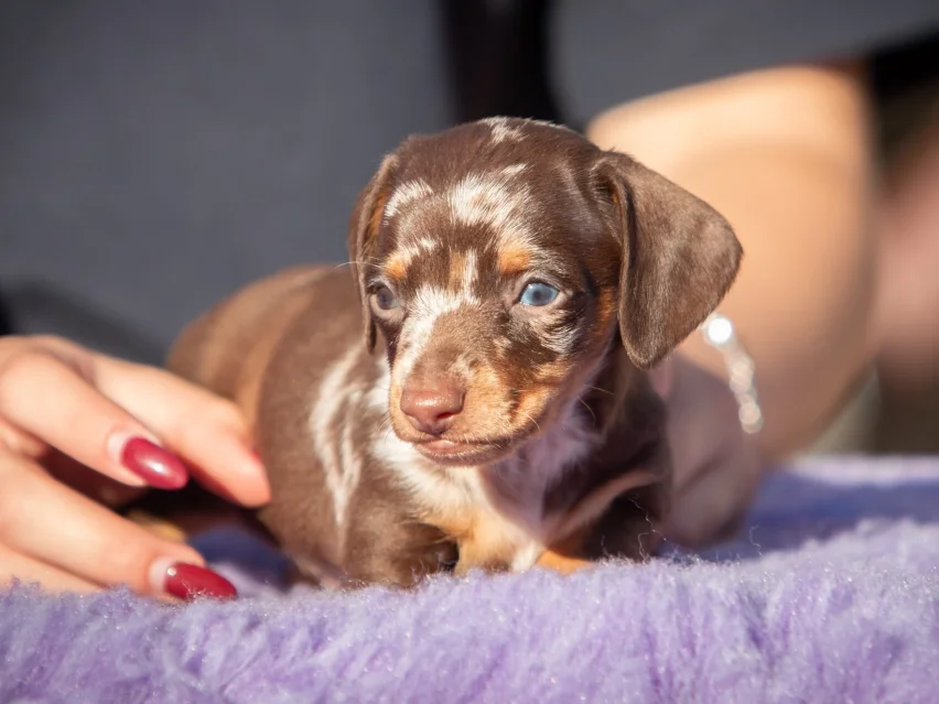 Little Dog – miniature, Dachshund puppy