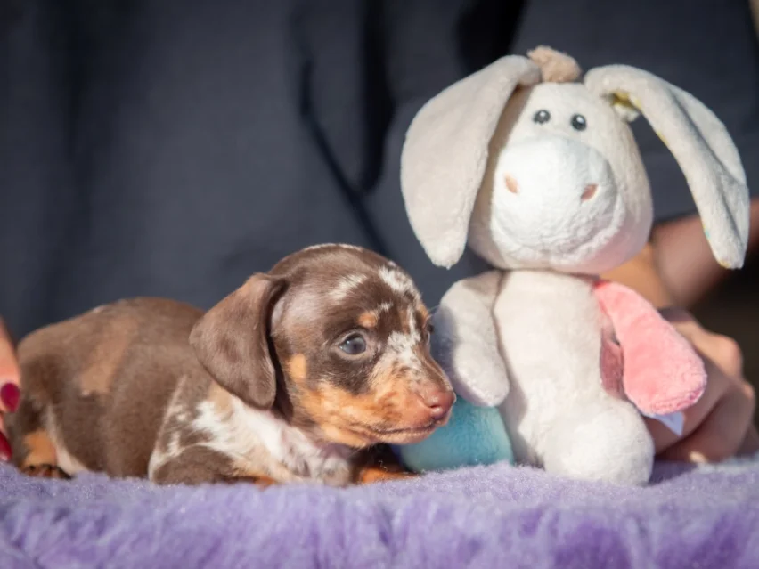 Little Dog – miniature thumbnail 3