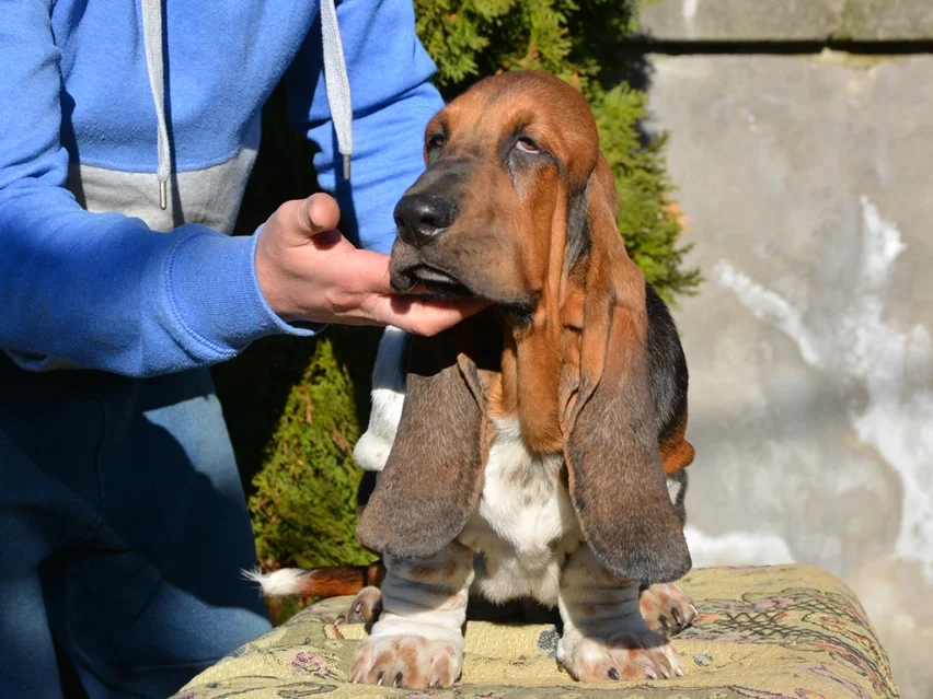 Axelrod, Basset puppy
