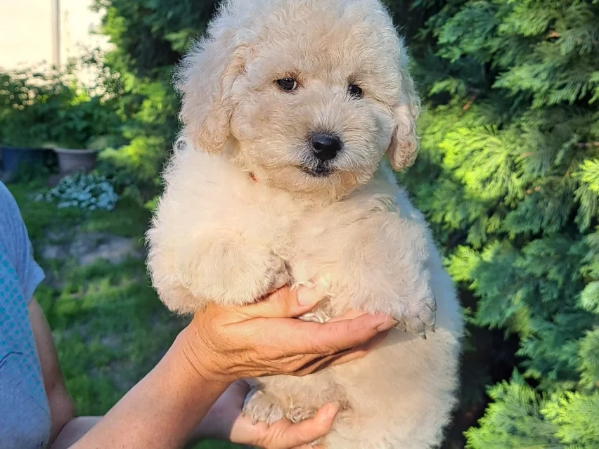 Little Girl, Poodle puppy