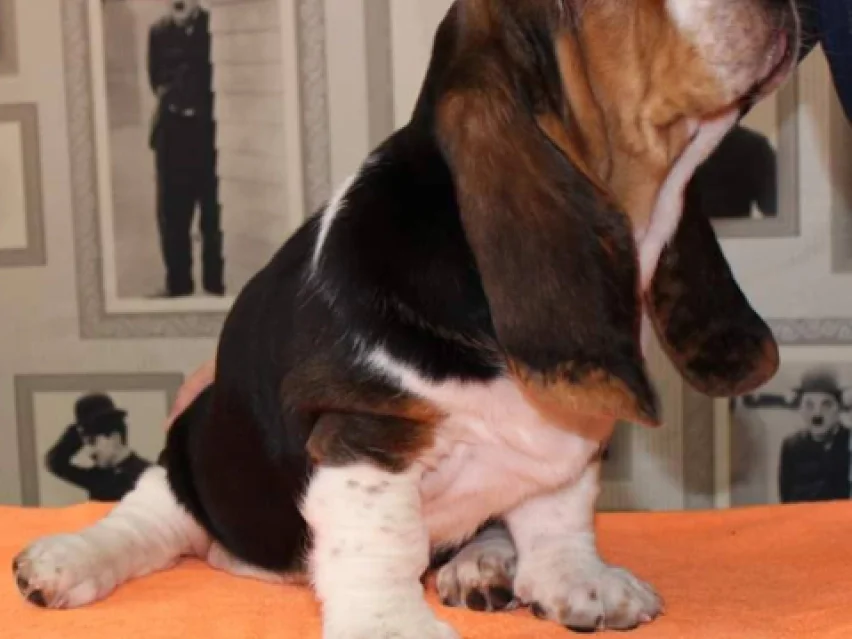 Melody, Basset puppy