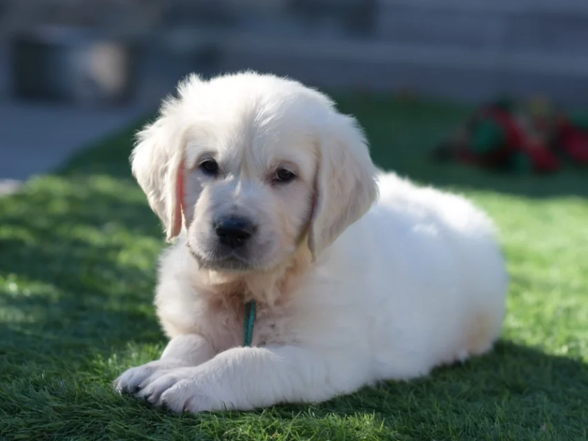 Big Mo, Golden retriever puppy
