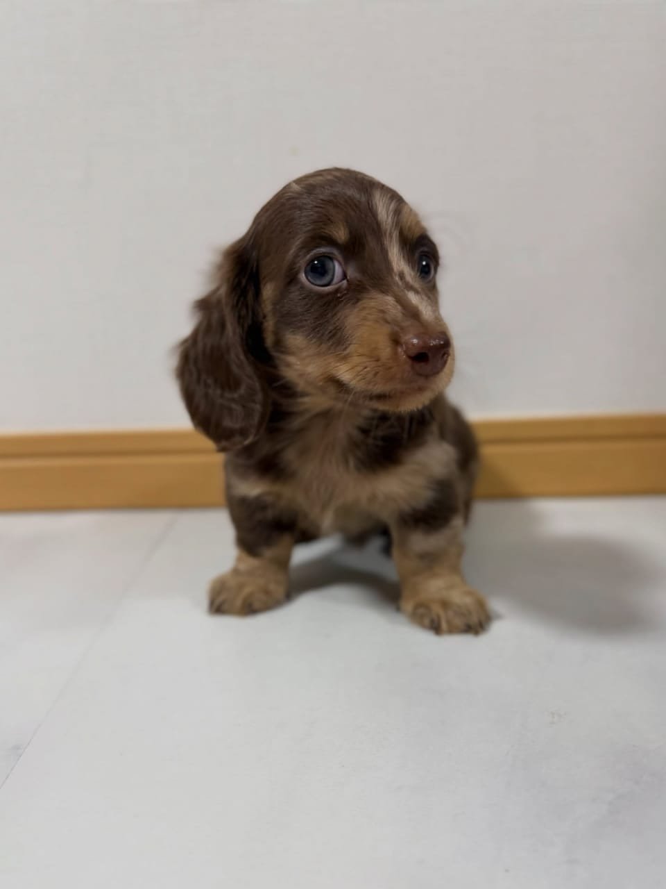 Bella, Dachshund puppy