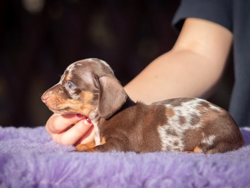 Little Dog – miniature