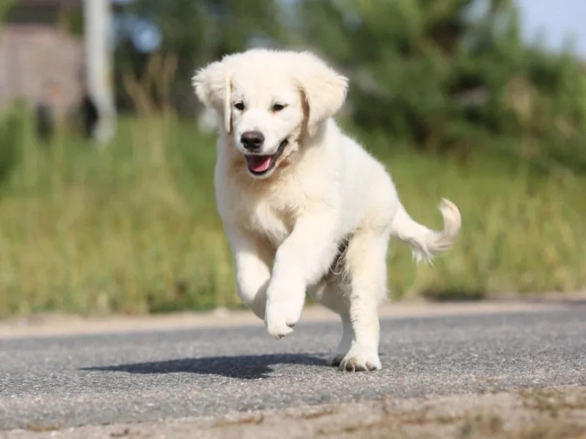 Brinkley thumbnail 2
