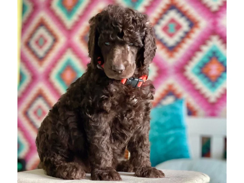 Brownie thumbnail 5