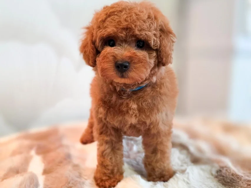 Junior, Poodle puppy