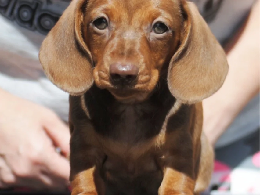 Nimpha, Dachshund puppy