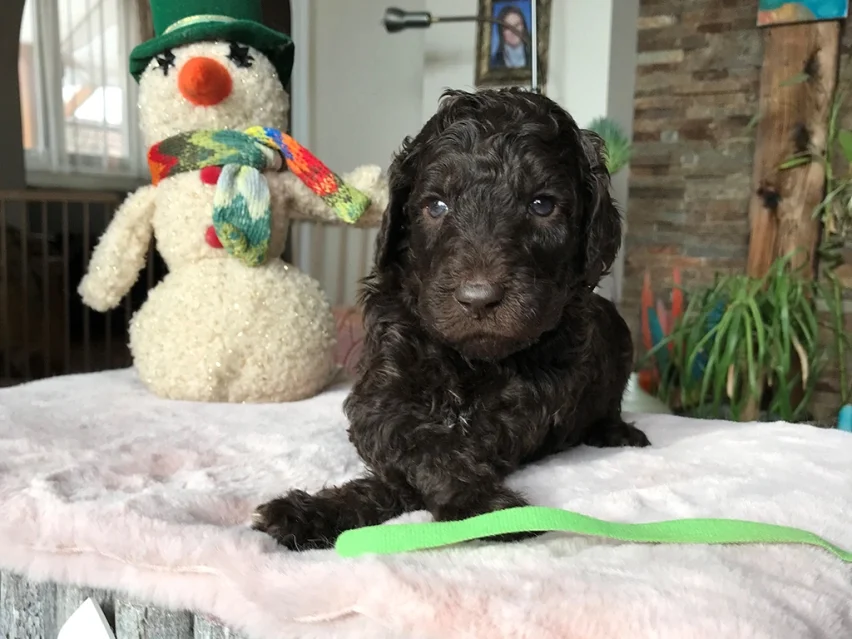 Brownie thumbnail 2