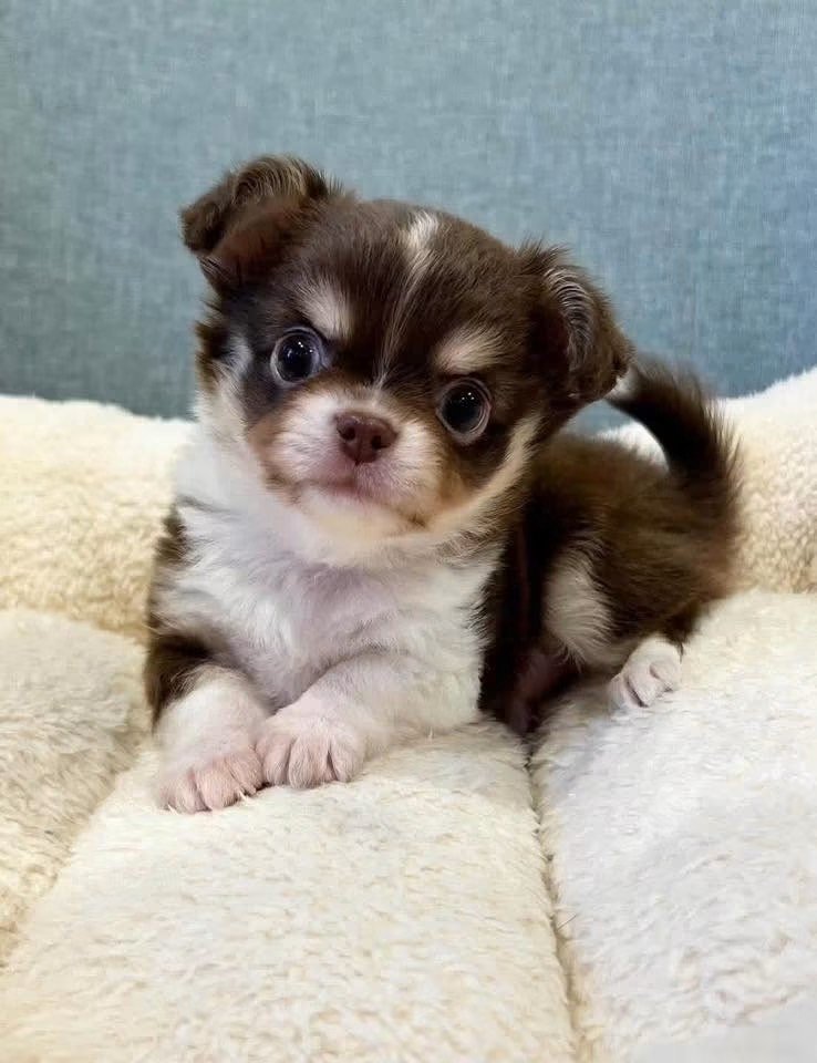 Jacy, Chihuahua puppy