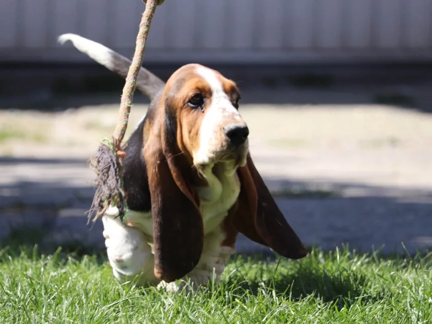 Molly Bloom, Basset puppy