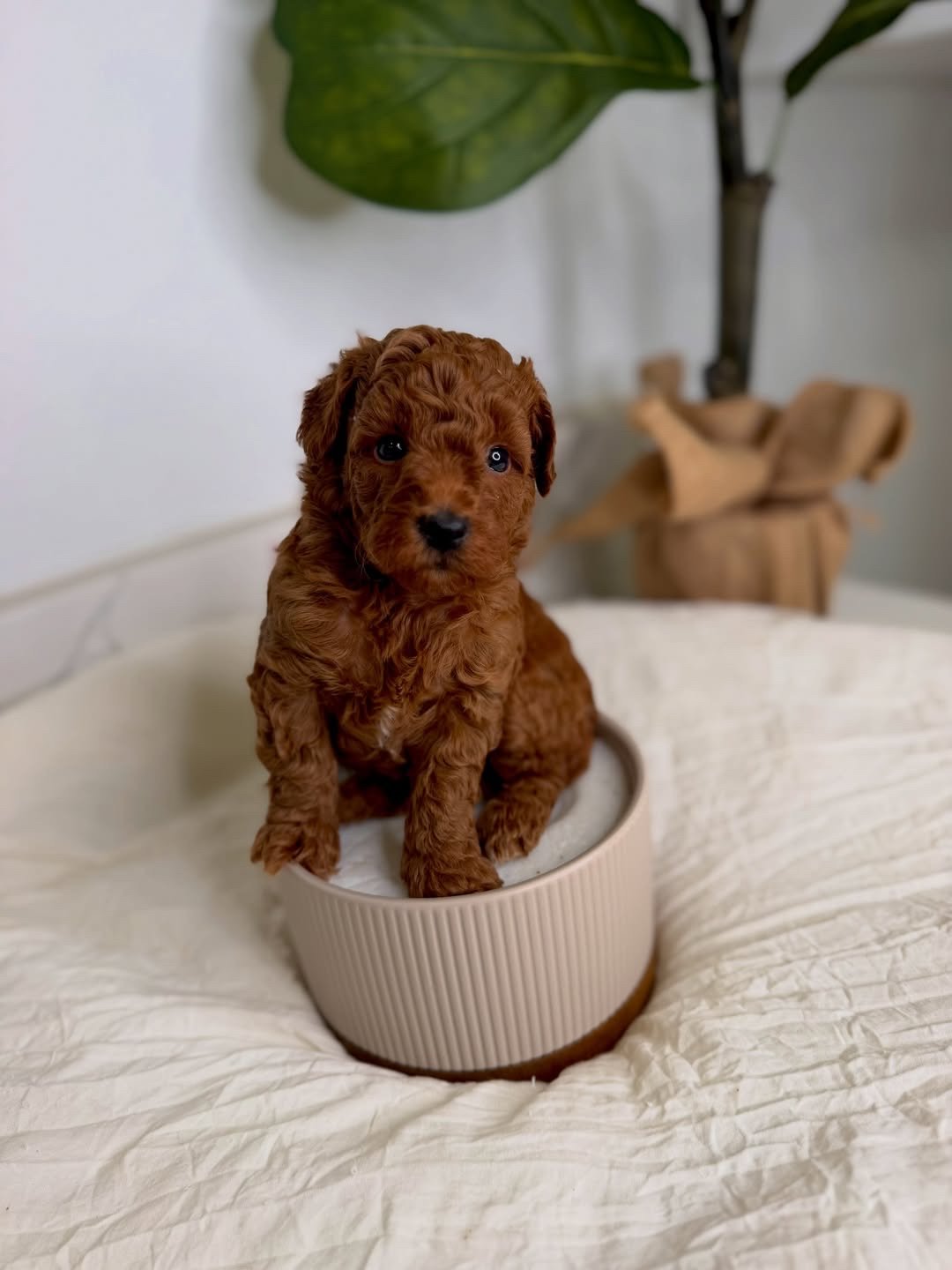 Terry ❣️, Poodle puppy