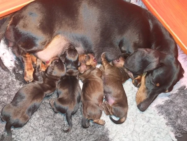 Promising miniature litter, Dachshund puppy