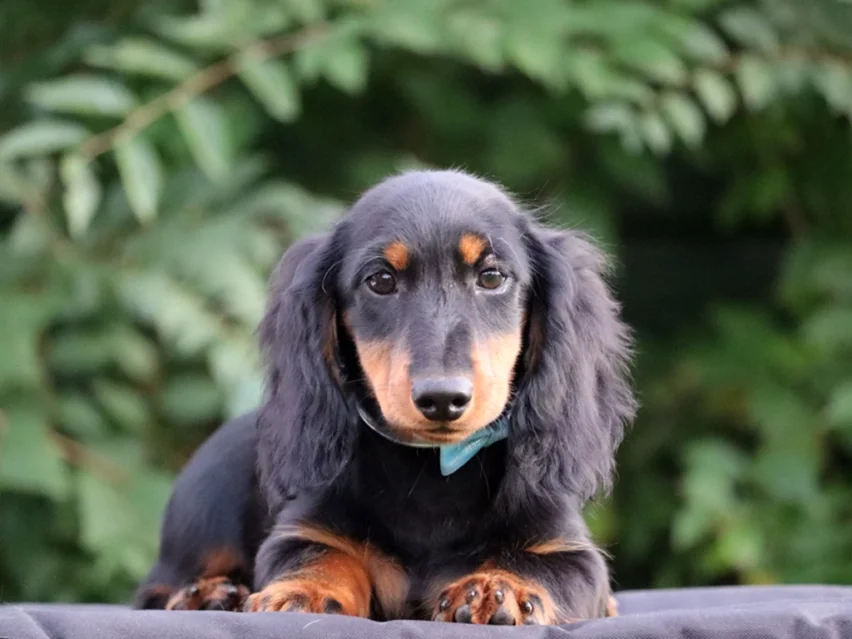 Pluto, Dachshund puppy