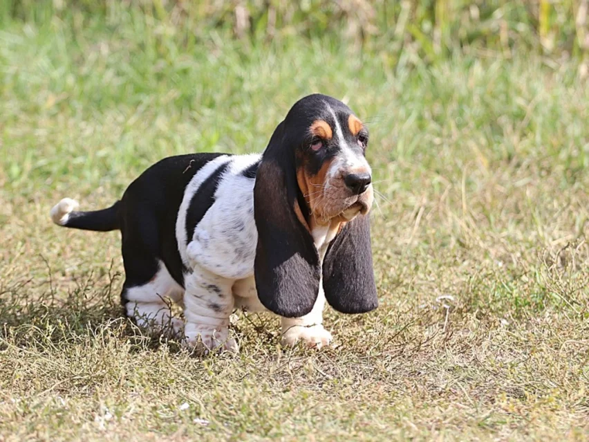 Oz, Basset puppy
