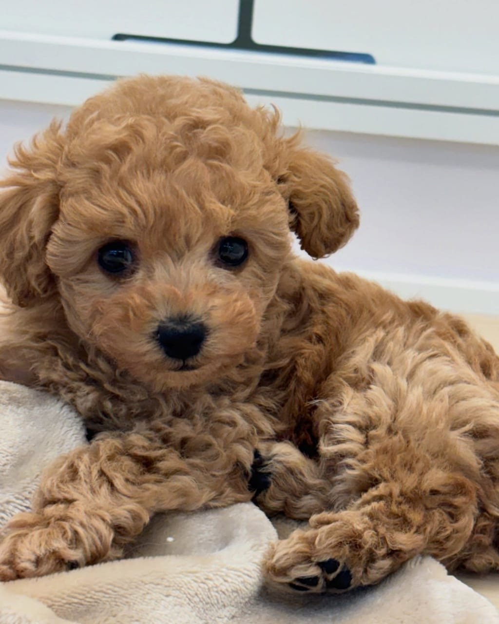 Hai, Poodle puppy