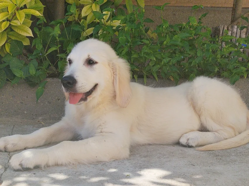 Maxwell, Golden retriever puppy
