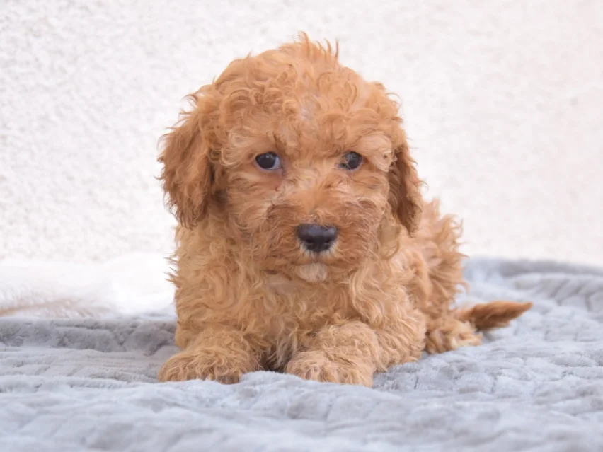 Bertie, Poodle puppy